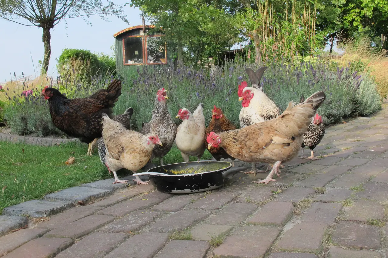 B&B Camping Oudesluis - B&B Oudesluis