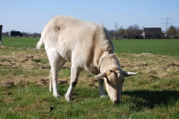Hof der Wonderen - B&B Hellendoorn