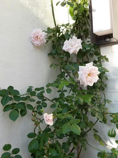 B&B Hyacint-Haarlem - B&B Haarlem