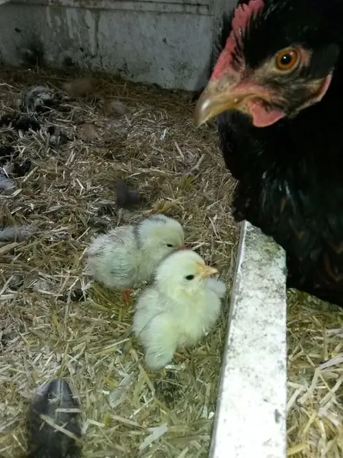 Bed & Breakfast 'Het huis Den Dool' - B&B Noordeloos