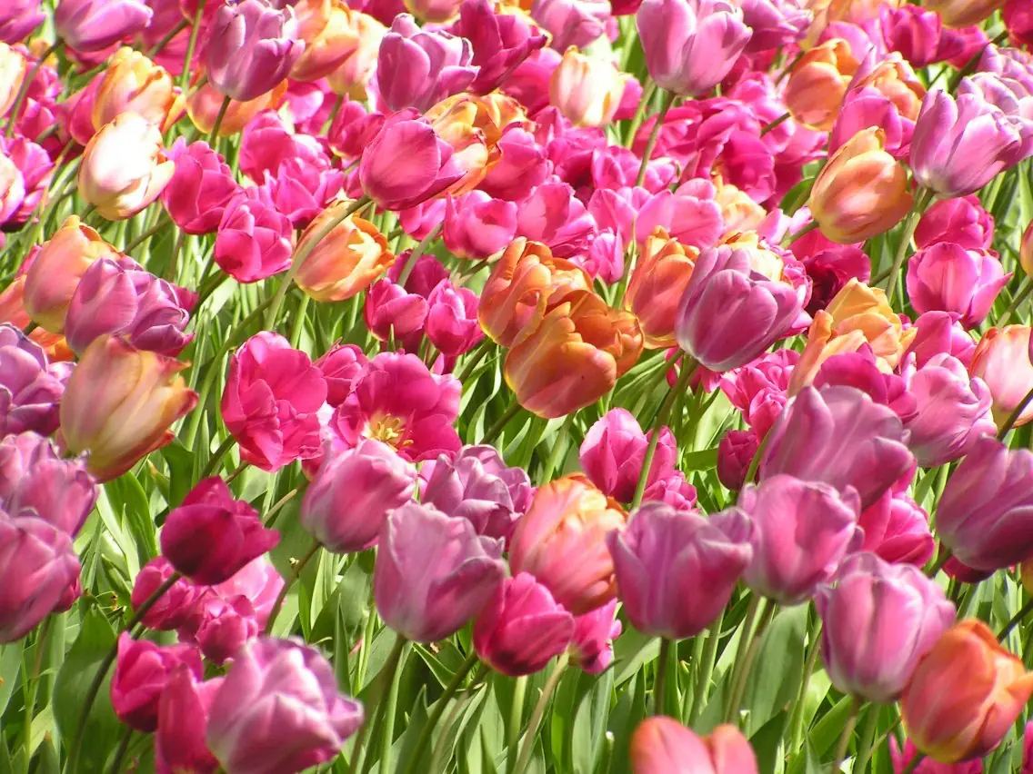 Het Merelnest - Bed and Breakfast Sassenheim