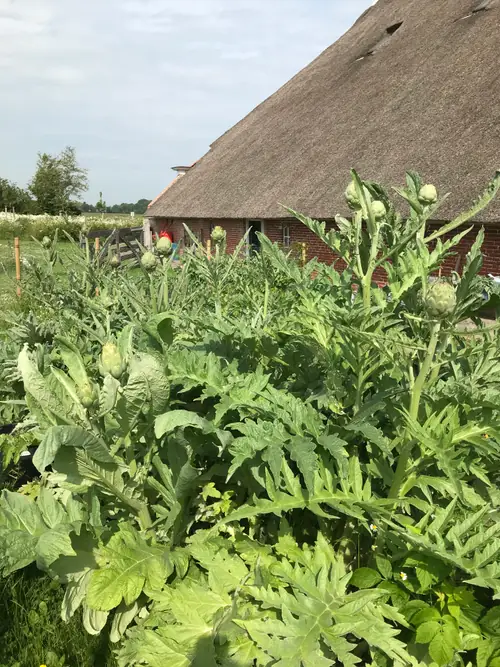 Klein Garnwerd 9 - Ferienwohnung Winsum