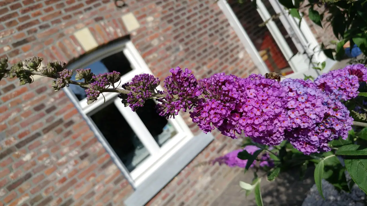 Bed and Breakfast 1889 - B&B Sint Geertruid
