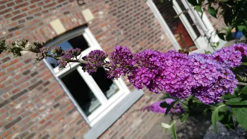 Bed and Breakfast 1889 - B&B Sint Geertruid
