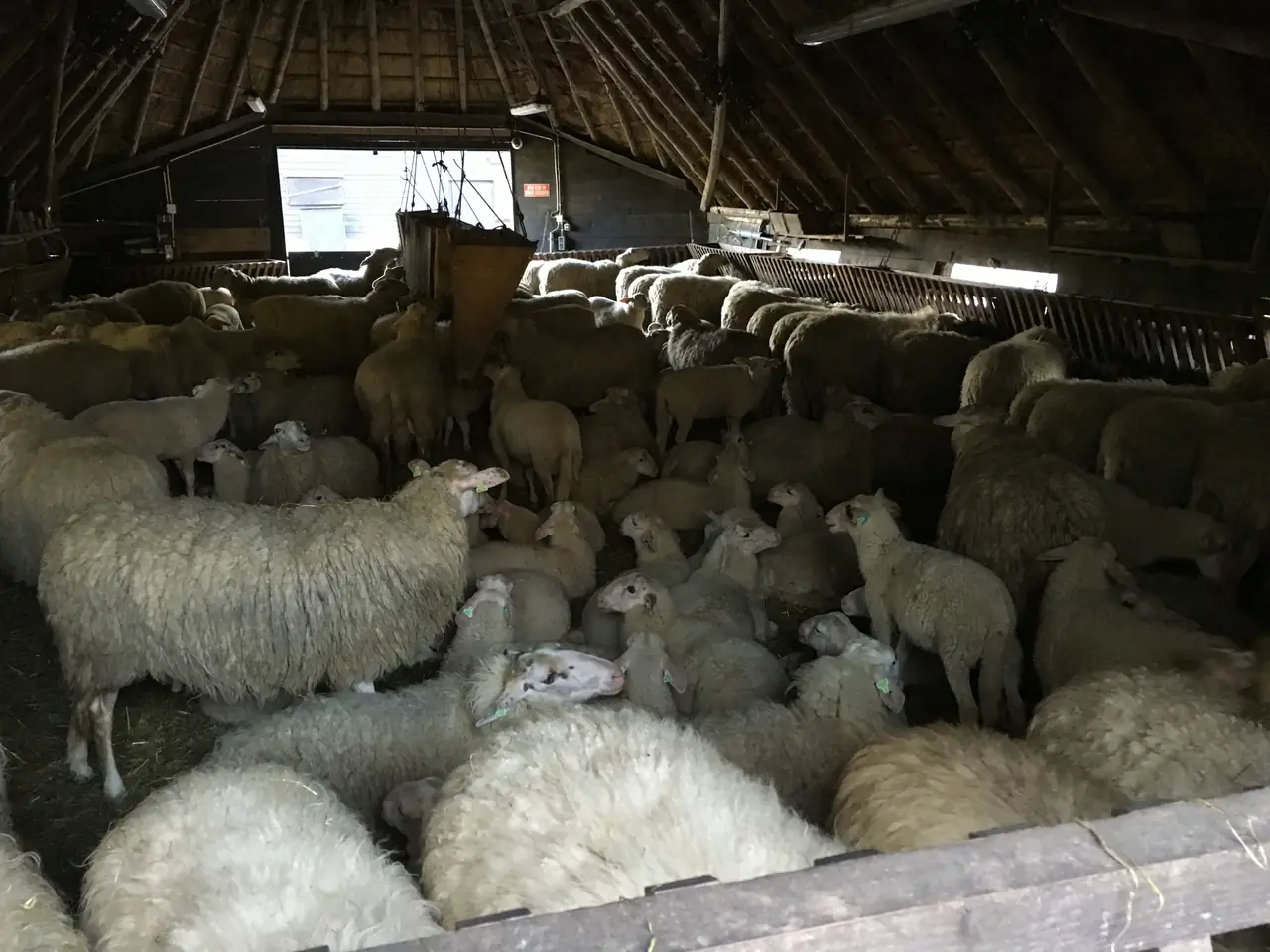 Buutvrij - B&B Rheden