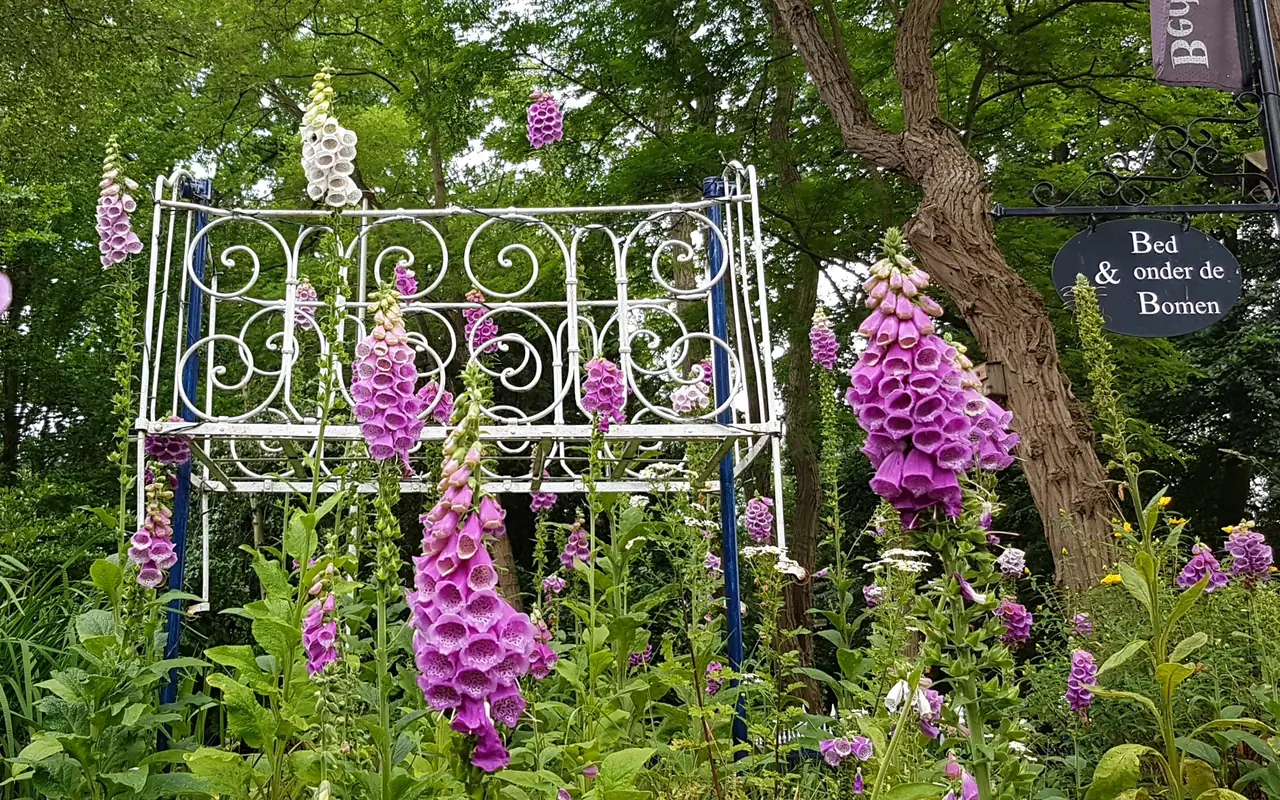 Bed onder de Bomen - B&B Renkum