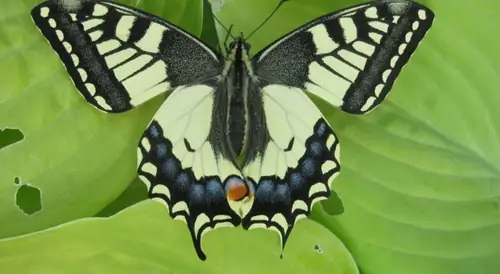 Eco-touristfarm De Biezen - Ferienwohnung Aarle-Rixtel