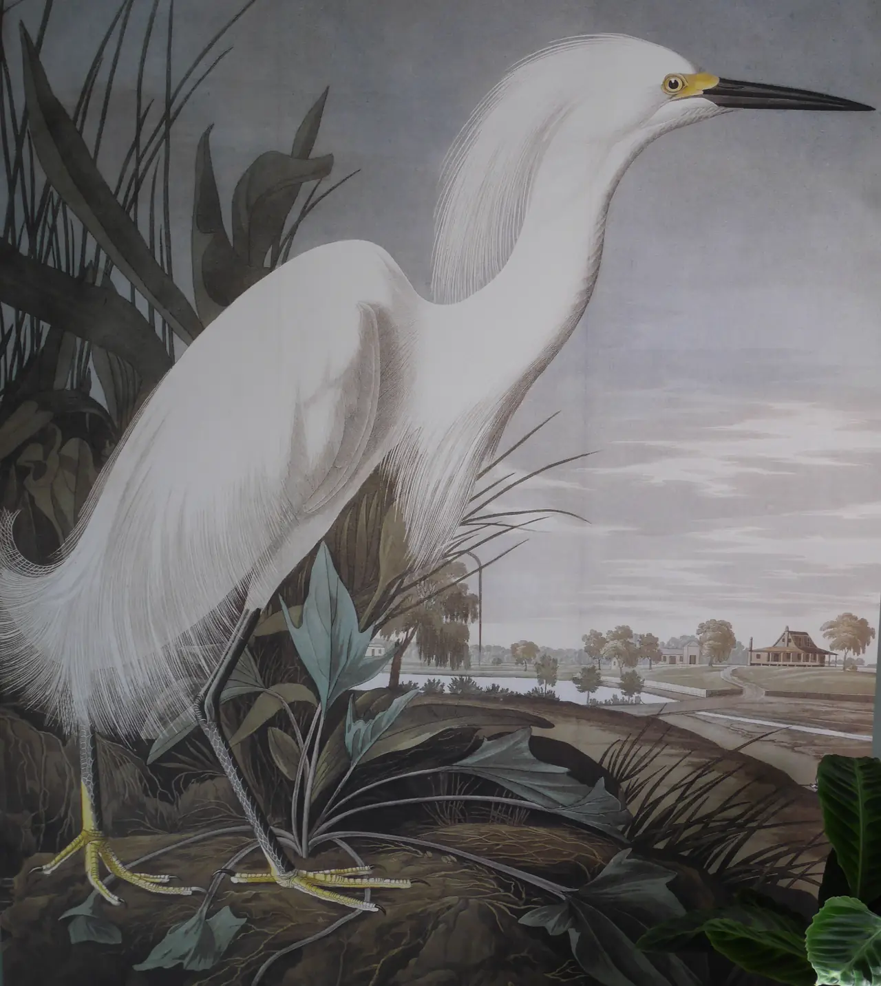 De witte Reiger