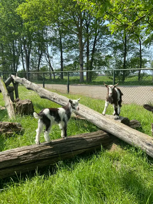 Boerderij Appartementen Linderte - Bed and Breakfast Raalte