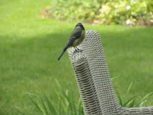 B&B De Joppeheuvel - Ferienwohnung Gorssel