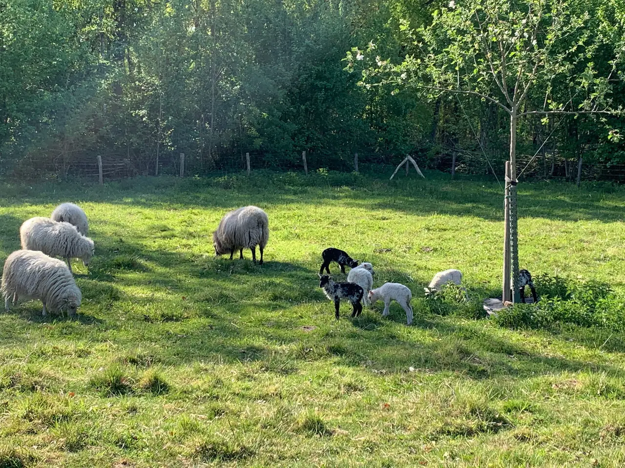 De Kempse Hoeve - Bed and Breakfast Boxtel