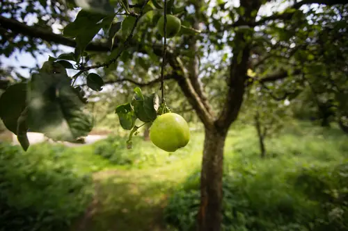 Logement De Appelgaard - B&B Culemborg