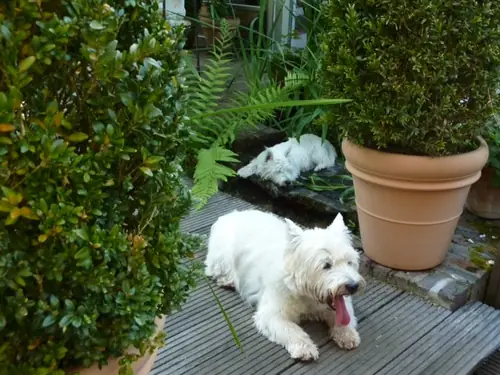 Miners Cottage - B&B Heerlen