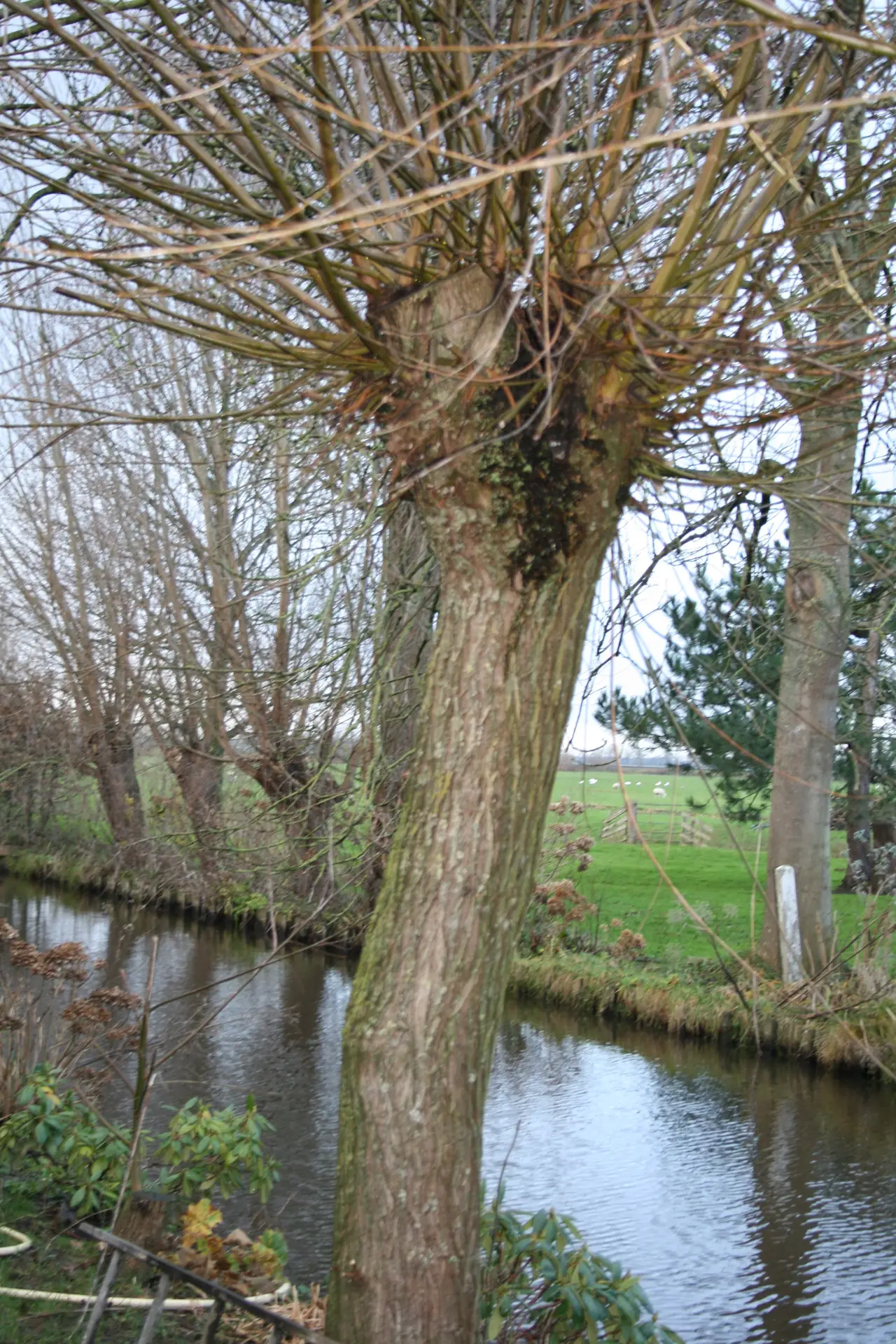 Hofstede Klein Kruidenburg - B&B Bodegraven